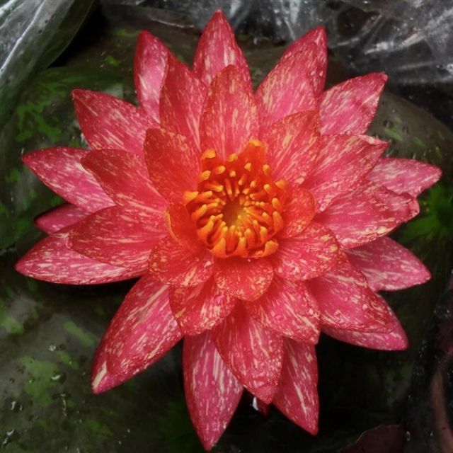 รวมชุดบัวนอก 6ต้น 6สี ชมพูมาดาม,แดงทับทิมสยาม,แดงวันวิสาข์,ส้มโคโรราโด้,ชมพูฟาบีโอร่า,เหลืองบางพระสีสด