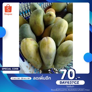 ( ลด 70บ. ใส่โค้ด DAY637CZ )  ต้นพันมะม่วงอกร่องทอง