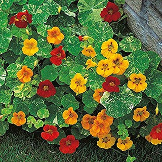 เมล็ด ดอกแนสเทอร์เที่ยม อลาสก้า คละสี - Alaska Mix Nasturtium