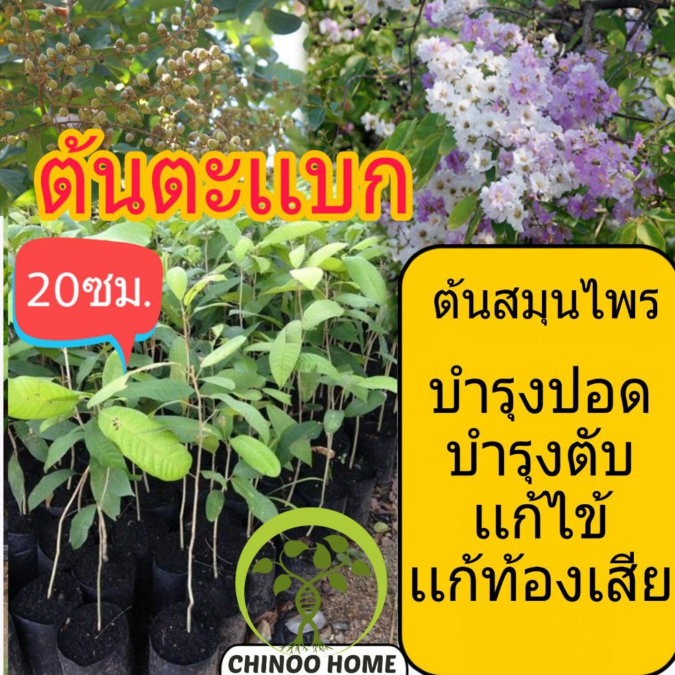 ต้นตะเเบก ต้นไม้ตาย เคลมฟรี ทุกต้น เฉพาะ ระหว่างขนส่ง เท่านั้น ตะเเบกนา ตะกูลวงศ์  ต้นเสลา ต้นอินทนิลน้ำ