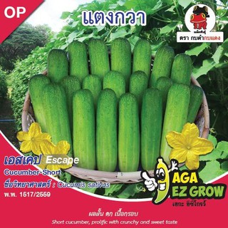 AGA SHOP เมล็ดพันธุ์แตงกวา เอสเคป