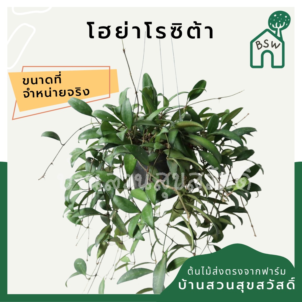 โฮย่าหัวใจทศกัณฐ์ใบด่าง กระถาง4นิ้ว พร้อมลวดแขวน