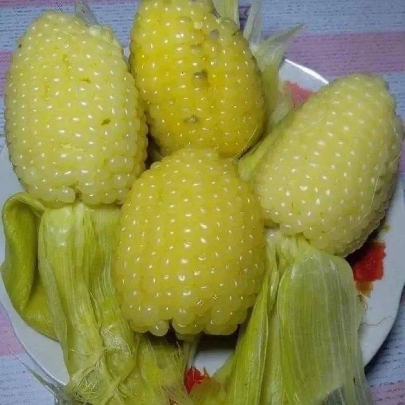 เมล็ดพันธุ์ข้าวโพดแคระสั่ง2ซอง แถม1ซอง