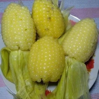เมล็ดพันธุ์ข้าวโพดแคระสั่ง2ซอง แถม1ซอง