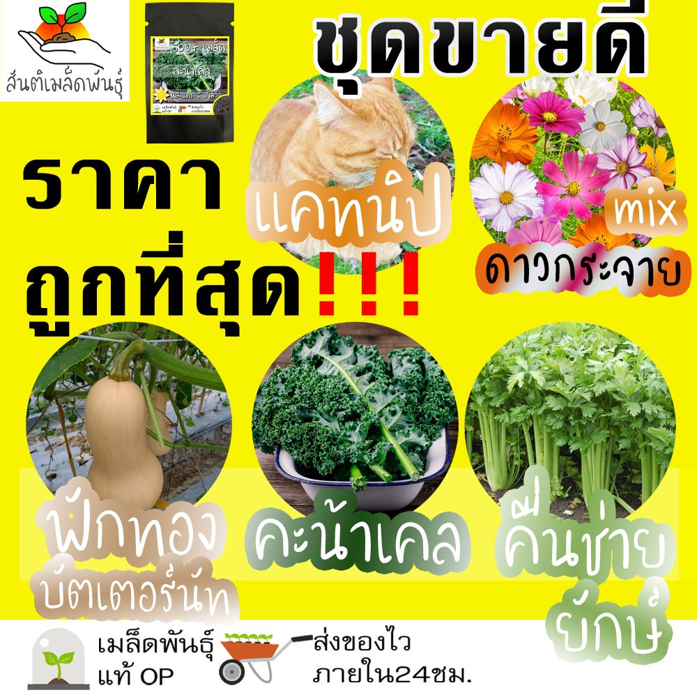 เมล็ดพันธุ์ ชุดขายดี เก็บเงินปลายทาง พร้อมส่ง ถูก กัญชาแมว แคทนิป/ดาวกระจาย mix/ฟักทองบัตเตอร์นัท/คะ