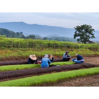 ชาใบข้าว หอมมะลิ ออร์แกนิค บ้านไร่ต้นฝัน Organic Rice Leaf Tea บรรจุ 20 ซองๆ ละ 1.5 กรัม