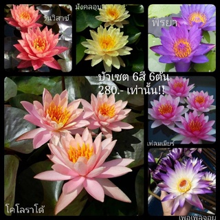 บัวเซต 6สี 6ต้น (ต้นละไม่ถึงห้าสิบบาท)