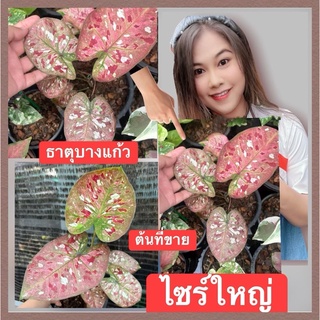 ธาตุบางแก้ว ไม้แรร์ไม้เทพๆ🪴ไซร์แม่พันธุ์กัดสีสวยมากในกระถาง6นิ้วต้นใหญ่ๆ(จัดส่งทั้งกระถาง)☘️