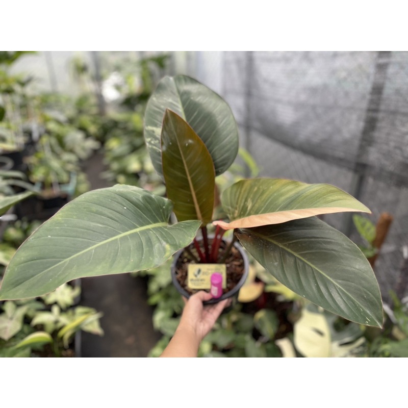 rare🔥 philodendron red congo variegated เรดคองโกด่าง กระถาง 8 นิ้วไม้ยอด รากแน่น ด่างสวย