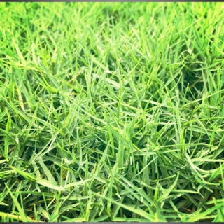 🌱💚เมล็ดหญ้าเบอร์มิวด้า จำนวน 400+เมล็ด ปลูกง่าย หญ้าปูสนาม💙