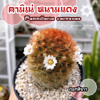 ♥️🌸คามิเน่ หนามแดง Mammillaria Carmenae ดอกสีขาวนะคะ ไซร์ออกดอกจ้า สีหนามสวยสดมากๆตามรูปเลยค่ะ 🌸♥️