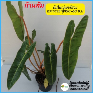 ฟิโลเดนดรอน ก้านส้ม Philodendron billietiae Croat กระถาง 5นิ้ว ต้นใหญ่ ไซส์ตั้งแม่ รากเดินดี แข็งแรง สินค้าถ่ายจากรูปจริ