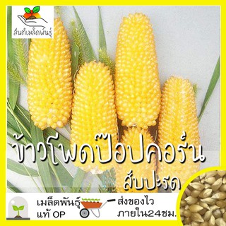 เมล็ดพันธุ์ ข้าวโพด ป๊อปคอร์น สับปะรด 15 เมล็ด Pineapple Popcorn เมล็ดพันธุ์แท้ นำเข้าจากต่างประเทศ ปลูกผัก สวนครัว โตไว