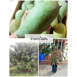 ต้นมะม่วงน้ำดอกไม้มัน สูง 70 -90 ซม. พร้อมปลูก 🌱ผลดก🌱