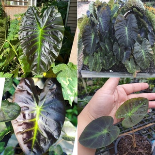 🍀โคโลคาเซีย อโลฮ่า 🍀colocasia aloha 🍀 สายพันธุ์ต่างประเทศ เป็นใบแข็งขนาดกลาง ลวดลายมันวาวสวยงาม สายสะสมห้ามพลาด