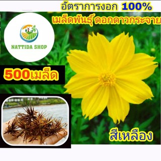 500 เมล็ดพันธุ์ ดอกดาวกระจาย สีเหลือง ดาวกระจายสีเหลือง