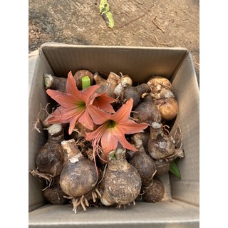 ส่านสี่ทิศ ส้มโอรส (ขั้นต่ำ 5 หัว)