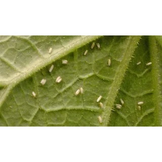 🐞 เซก้า ( 100 กรัม ) อะเซทามิพริด อะซีทามิพริด ป้องกันกำจัดแมลง ชนิดดูดซึม เพลี้ยอ่อน เพลี้ยหอย เพลี้ยแป้ง แมลงหวี่ขาว
