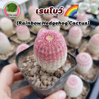 🌈เรนโบว์แคคตัส ขนาด3-3.5 ขนาดใหญ่คุ้มค่าสุดๆ🌵