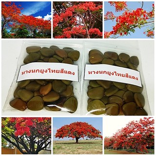 ซื้อ 1 ชุดแถม 1 ชุด เมล็ดพันธุ์หางนกยูงไทยสีแดง Flower fence Peacocks crest นกยูงไทย ไม้ยืนต้น 50 เมล็ดแถม 50 เมล็ด