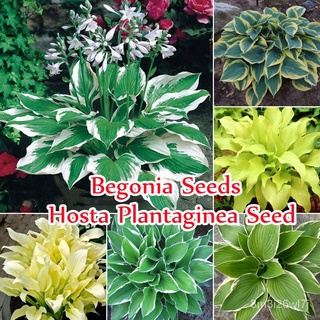 （เมล็ดพันธุ์ ถูก คละ）Color Mixing Hosta Plantaginea (Begonia Seeds ) บรรจุ 50 ชิ้น/แพ็ค ไม้ประดับ แต่งบ้านและสวน Plants