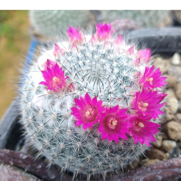 แมมแม่เฒ่า mammillaria hahniana ขนาด 2.5 - 3 ซม. ต้นแคคตัส ต้นกระบองเพชร (กรุณาอ่านรายละเอียดก่อนทำการสั่งซื้อครับ)