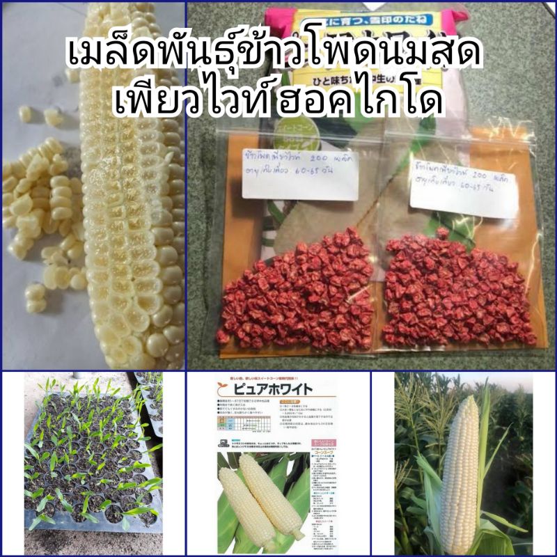 เมล็ดพันธุ์ข้าวโพดหวานนมสด"เพียวไวท์ ฮอคไกโด SP" นำเข้าจากญี่ปุ่น แบ่งบรรจุ ชุดละ 20 เมล็ด