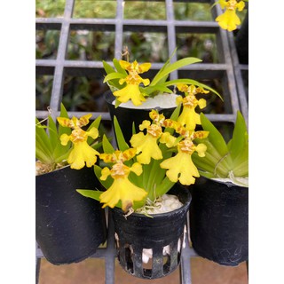 กล้วยไม้ออนซิเดียมoncidium pusilla