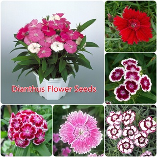 เมล็ดบอนสีแท้ บอนสี 200เมล็ด Dianthus flower seed เมล็ดพันธุ์ ดอกผีเสื้อ บอนสีแปลกๆ ต้นบอนสี ต้นบอนสีแปลกๆ บอนสีนางไหม