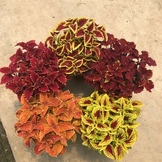 เมล็ดพันธุ์ หญ้าห้าสี Coleus blumei Mixed Flower Seeds เมล็ดพันธุ์แท้ 100% ปลูกง่าย ปลูกได้ทั่วไทย แต่ละแพ็คมี 100 เมล็ด