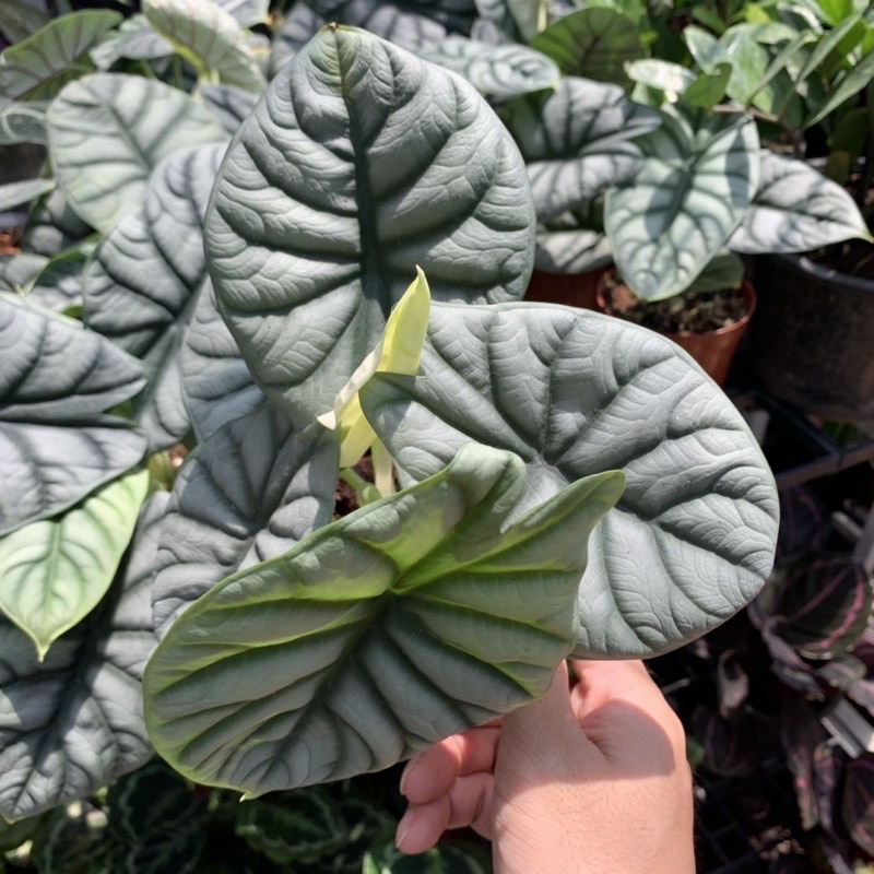 🍀 Alocasia Silver dragon คัดไซต์ใหญ่พิเศษ‼️