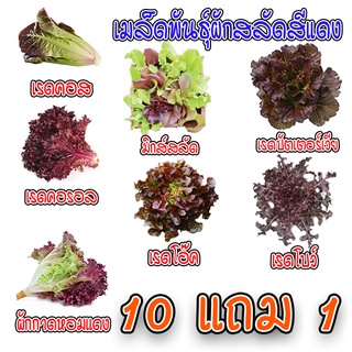 เมล็ดพันธุ์ 🍅ผักสลัดสีแดง เมล็ดสลัดใบสีแดง 100-200 เมล็ด 🥬มีคู่มือการปลูก🥬 ถูกสุด 9 บาท [ซื้อ 10 แถม 1คละได้]