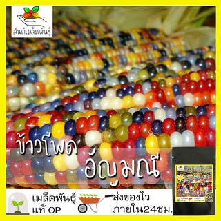 เมล็ดพันธุ์ ข้าวโพดพลอย ข้าวโพดอัญมณี 20 เมล็ด GlassGem CornSeed เมล็ดพันธุ์แท้100% ปลูกผักสวนครัว นำเข้าจากต่างประเทศ