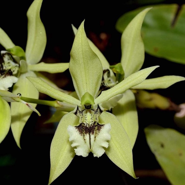 กล้วยไม้ เอื้องเทียนปากดำ Coelogyne brachyptera