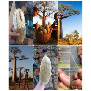 เมล็ดพันธุ์ เบาบับ ดิจิทาทา Baobab "Adansonia Dijitata L." บรรจุ 10 เมล็ด 55 บาท คุณภาพดี ราคาถูก ของแท้ 100%