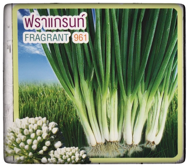 เมล็ดหอมแบ่ง พันธุ์พิเศษ 600 เมล็ด ปลูกง่าย แข็งแรง โตเร็ว แตกกอดี ปลูกได้ตลอดปี - รูปที่ 2