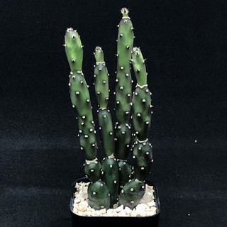 Opuntia elata โอพันเทีย เอลาต้า (ตุ๊กตาไม้) ขนาดใหญ่