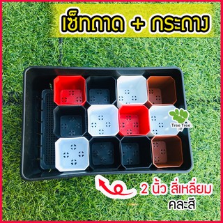 🍀เซ็ตถาดไดโซะเล็ก พร้อมกระถาง 2 นิ้ว สี่เหลี่ยม 12 ใบ 🍀  ถาดเพาะต้นอ่อน ถาดเพาะ ถาดเพาะต้นกล้า กระถางแคคตัส กระบองเพชร