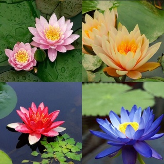 100 เมล็ด เมล็ดบัว คละสี นำเข้า บัวนอก สายพันธุ์เมล็ดบัว Waterlily Nymphaea Seeds