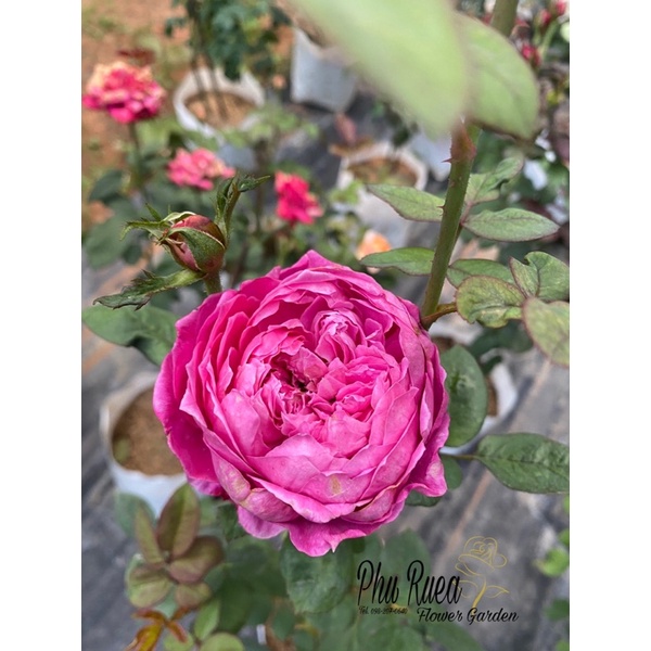 รวมกัน 92+ ภาพพื้นหลัง กุหลาบแอคคาเดเมีย ความละเอียด 2k, 4k