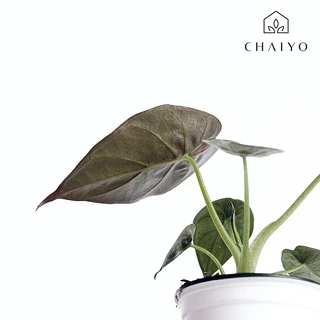 ต้น อโลคาเซีย เวนติไอ Alocasia Wentii