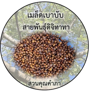 เมล็ดเบาบับพันธุ์ดิจิทาทา10 เเถม2เมล็ด
