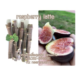 กิ่งสดมะเดื่อฝรั่งราสเบอรี่ลาเต้ ชุด 5 กิ่ง/raspberry latte fig cutting set5pcs.