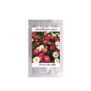 เมล็ดพันธุ์ดอกไม้ ดอกเดซี่(English daisy) จำนวน 200 เมล็ด ราคา 25 บาท มีเก็บเงินปลายทาง พร้อมส่ง