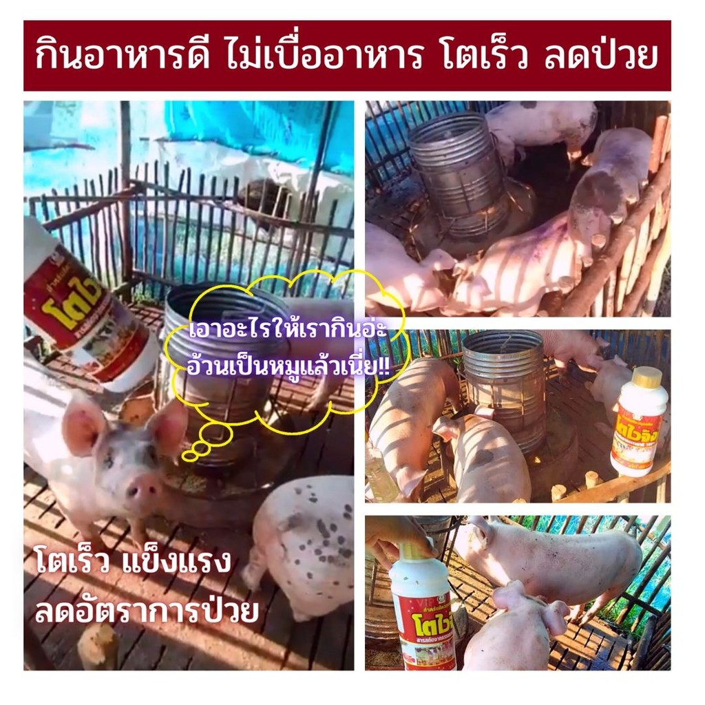 🆓ส่งฟรีไม่ใช้โค๊ด โตไวจัง ไคโตซาน วิตามันเร่งโต อาหารเสริมสำหรับสัตว์ทุกชนิด แข็งแรง โตเร็ว ลดอัตราการตายได้ดี - รูปที่ 2