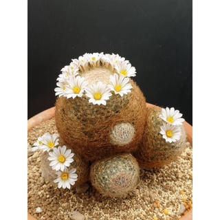 (แลนต้า ราคาถูก‼)แคคตัส แมม.เลนต้า  mammillaria lenta cactus หัวกลมสวย พร้อมให้ หน่อให้ดอก ไม้ชำหน่อ /ไม้กราฟ จำกัด‼