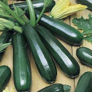 ฟักทองสครอส ซูชินี่เขียว - Zucchini Black Beauty Squash