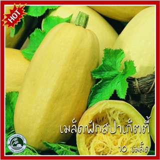 10 เมล็ด ฟักสปาเก็ตตี้ Spaghetti Squash เมล็ดฟักสปาเก็ตตี้ ฟักทอง ฟักทองสปาเก็ตตี้