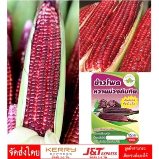 [กินดิบได้!] 🌽 เมล็ดพันธุ์ ข้าวโพดหวานม่วงทับทิม ข้าวโพดทานดิบได้ ไม่ใช่ ทับทิมสยาม ข้าวโพดฮอกไกโด ข้าวโพดทับทิม