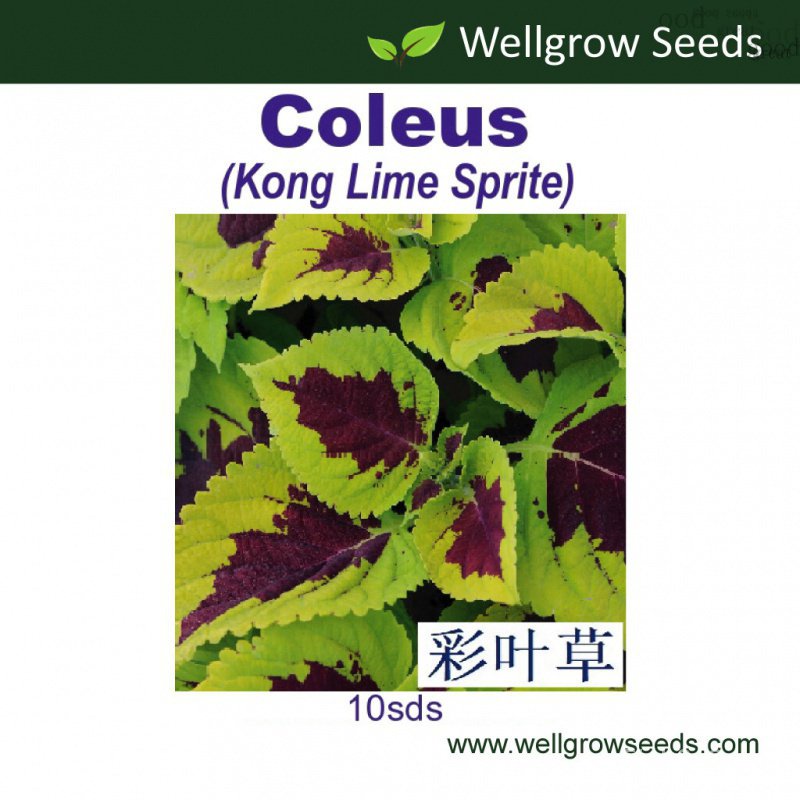 Seeds : Coleus Kong LIME sprite pelleted (10sds) โคลเวอร์: ชุดคิงคอง (เลมอนเอลฟ์) ATI-atied seeds IA